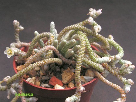 Avonia Albissima Seeds, Professional Pack, 5, 10 Seeds, a tiny, grey, semi-desert plant E4019