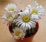 20 Seeds Acanthocalycium Klimpelianum, Prickly Cactus with Pinkish Spines, White Flowers, Succulent Plants, Very Nice Plant