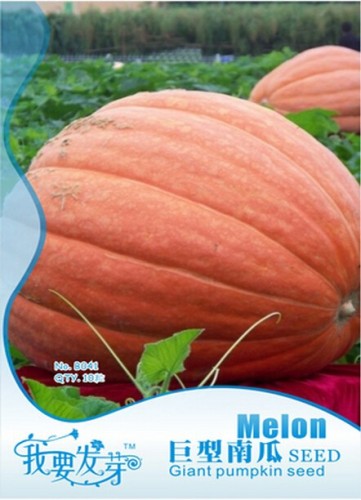 1 Original Pack, 6 seeds / pack, Atlantic Giant Pumpkin Seeds #NF179