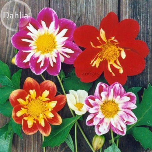 Mixed Colorful Dwarf Dahlia Perennial Bonsai Flowers, 50 seeds, strong fragrant flowers E3730