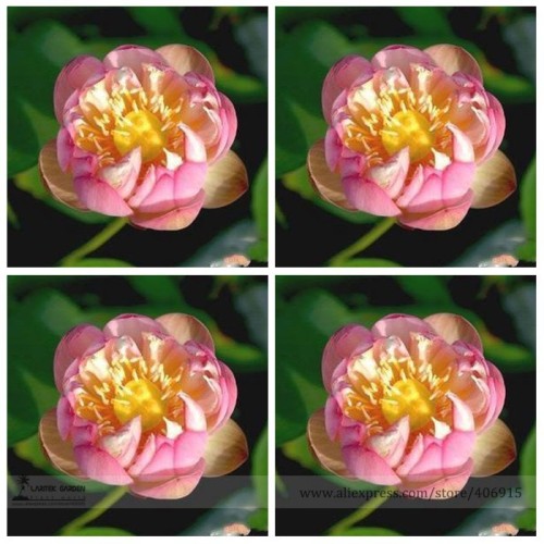Heirloom Double Pink Nelumbo Nucifera Lotus Flower Seeds, Professional Pack, 1 Seed / Pack, Fragrant Lotus Flower E3125