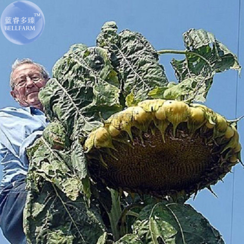 BELLFARM Mongolian Giant Sunflower Seeds, 20 Seeds, heirloom edible ornamental sunflowers E3564