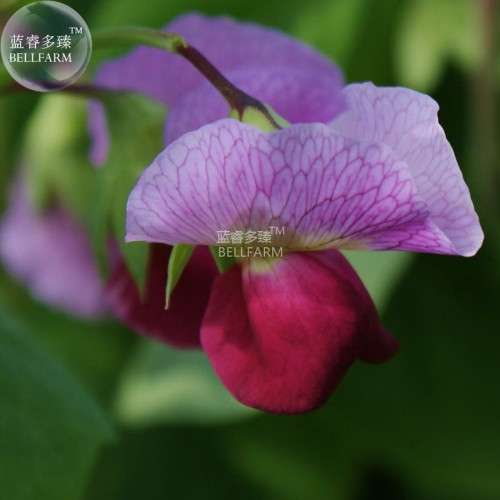 BELLFARM Pea Purple Podded Organic Vegetable Seeds, 300 seeds, rare heirloom huge crops top flavour