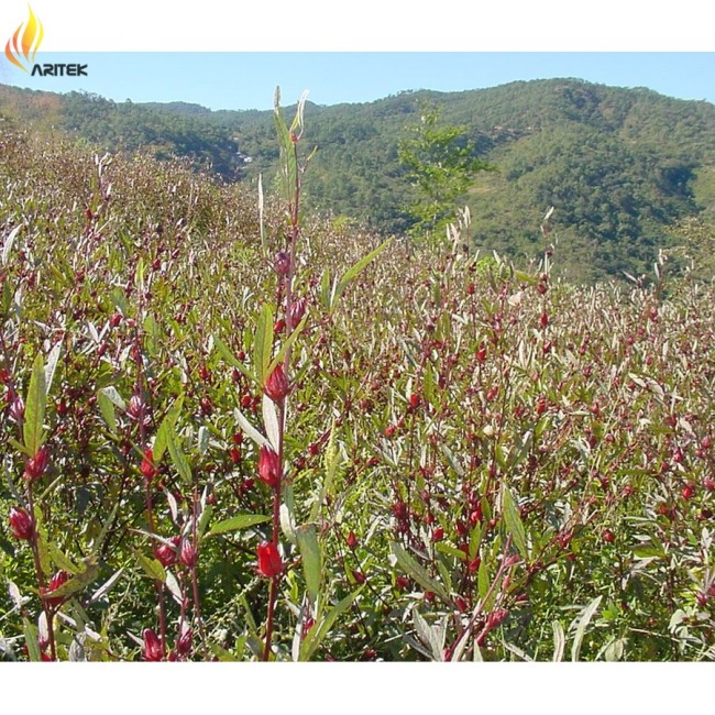 BELLFARM Chinese Hibiscus sabdariffa Roselle Herbal Bonsai, Professional Pack, 20PCS / Pack