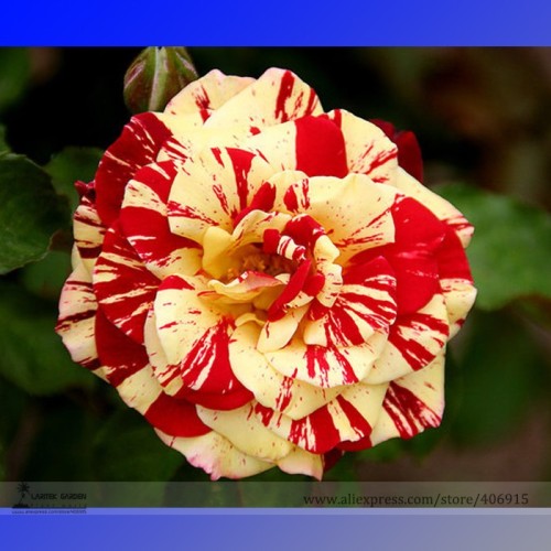 Rare 'Hua Kui' Yellow Red Rose Shrub Flower Seeds, Professional Pack, 50 Seeds / Pack, Light Fragrant Garden Flowers E3269