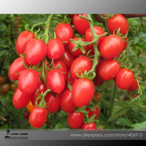 'Feng Tao' Bunches of Pink Red Cherry Tomato Seeds, Professional Pack, 100 Seeds / Pack,Tasty Fruit E3405