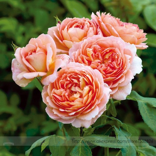 Rare 'Carding Mill' Orange Rose Shrub with Fragrant Flower Seeds, Professional Pack, 50 Seeds / Pack, Bloom Summer to Fall