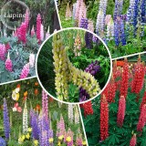 Mixed 12 Types of Russell Lupine Dull Ice Flowers, 20 seeds, light up your garden E3729