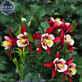 BELLFARM Garden Columbine Red Aquilegia Flower Seeds, 100 seeds, professional pack, perennial big blooms home garden plants