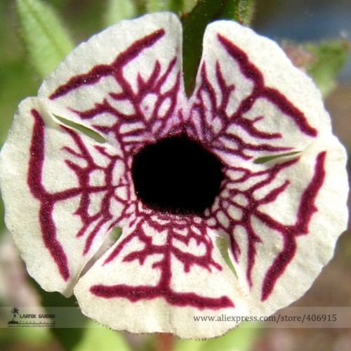 Rare Calico Monkey Flower Mimulus Pictus Seeds, Professional Pack, 100 Seeds / Pack, Creamy-white Rounded Petals Flowers E3325