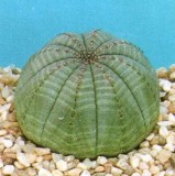 Euphorbia obesa Basketball Sea Urchin Seeds, Professional Pack, 2 Seeds, Living Baseball Golf ball succulent plant E3988