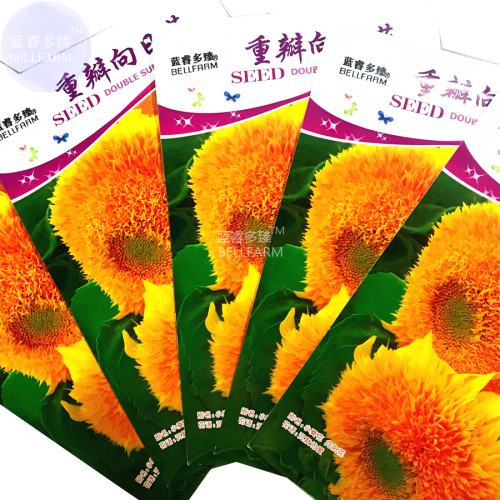 BELLFARM Pleniflorous Fuzzy Sunflower Seeds, 5 packs, 10 seeds/pack, orange big blooms ornamental flowers