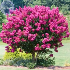 BELLFARM Pink Velour Crape Myrtle, 30 Seeds,  impressive ornamental trees E3986