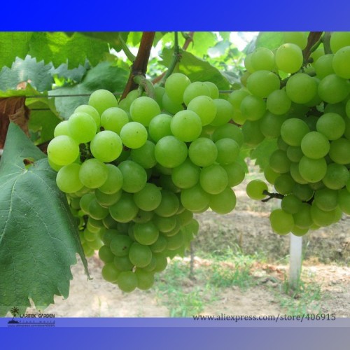 Heirloom Fragrant Sweet Green Grape Organic Seeds, Professional Pack, 15 Seeds / Pack, Edible Climbing Garden Fruit Plant E3093