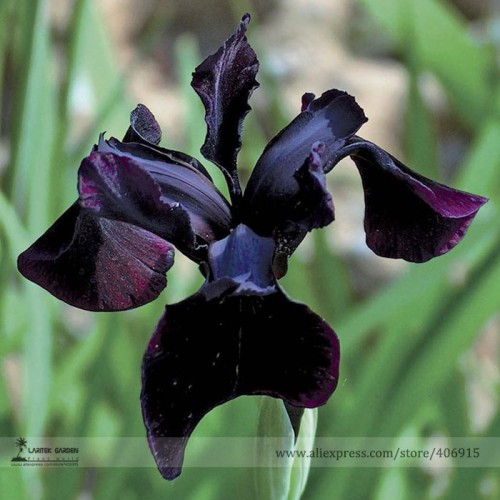 Siberian Iris Black Gold Iris Chrysographes Flower Seeds, Professional Pack, 5 Seeds / Pack E3346