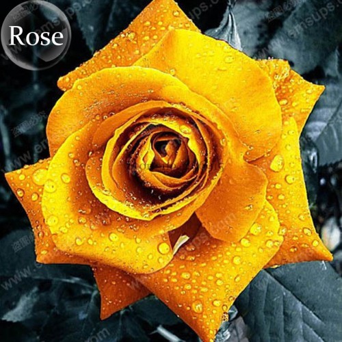 Natural Golden Rose Flower, 50 Seeds, open pollinated garden yard plants E3946