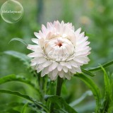 White Strawflowers Helichrysum bracteatum, 30 seeds, very beautiful flowers light up your garden E3750