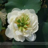 Heirloom Fragrant White Wrinkled Nelumbo Nucifera Lotus Seeds, Professional Pack, 1 Seed / Pack, Rare Lotus E3141