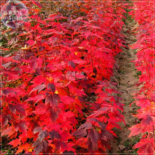 BELLFARM Japanese Red Maple Bonsai Tree Cheap Seeds, Professional Pack, 20 Seeds / Pack, Very Beautiful Indoor Home Tree NF924