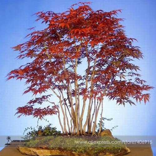 Heirloom Chinese Xiangshan Red Maple Tree Bonsai Seeds, Professional  Pack, 20 Seeds / Pack, Ornamental Tree E3392