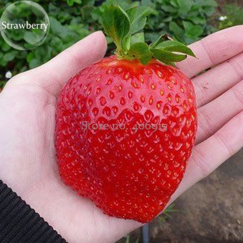 Rare Fragaria Ananassa Huge Strawberry Fruits, 100 Seeds, heirloom organic fruits E3562