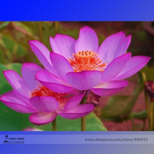 New Variety Sunset Red Nelumbo Nucifera Lotus Seeds, Professional Pack, 1 Seed / Pack, Very Beautiful Long Flowering E3166
