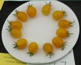 BELLFARM Cherry Tomato 'Yellow Grape' Fruit Seeds, 100 seeds, professional pack, open pollinated early high yield tomato
