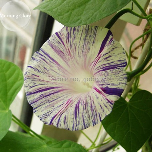 Phoebe Pharbitis Morning Glory Climbing Flowers, 20 seeds, white flowers with blue stripe E3951