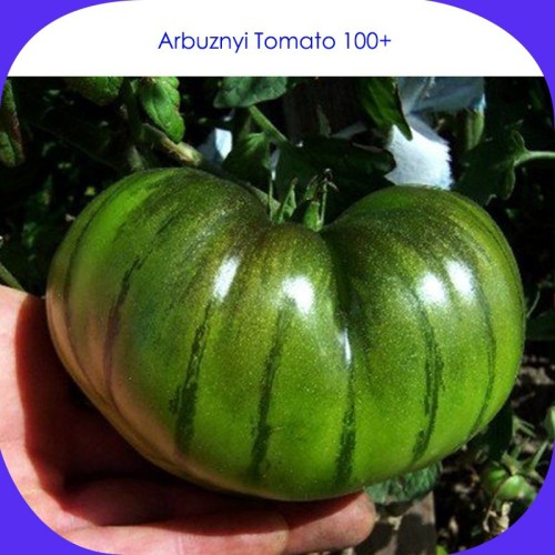 Rare Heirloom Arbuznyi Big Green Tomato with Dark Green Line Organic Seeds, Professional Pack, 100 Seeds / Pack, Sweet Vegetable