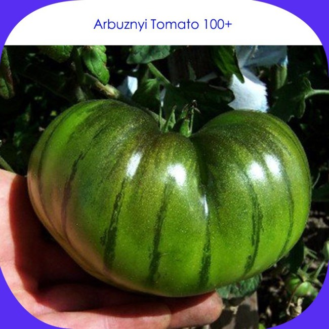 Rare Heirloom Arbuznyi Big Green Tomato with Dark Green Line Organic Seeds, Professional Pack, 100 Seeds / Pack, Sweet Vegetable