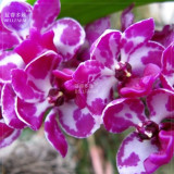 BELLFARM Orchid Rare Bonsai Mixed Perennial Flower Seeds, 100 seeds, professional pack, heirloom orchid open-pollinated plants