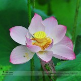Heirloom Transparent Red Nelumbo Nucifera 'Flower Fairy' Lotus Flower Seeds, Professional Pack, 1 Seed / Pack, Fragrant E3139