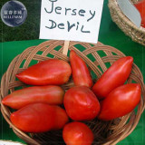 Jersey Devil Tomato Seeds, 100 Seeds, Professional Pack, long red sweet tomatoes E4073