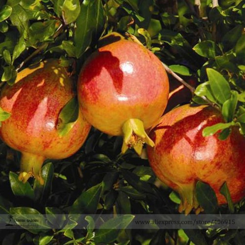 Rare Sochi Dwarf Light Red Yellow Sweet Pomegranate Shrub Fruit Seeds, Professional Pack, 20 Seeds / Pack, Cold Hardy Plant