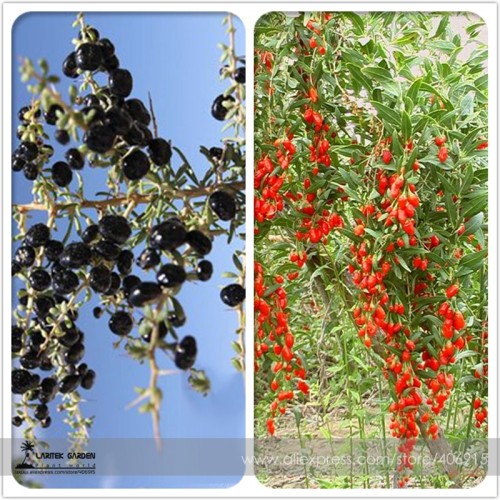 Mixed Qinhai Black & Red Ningxia Gogi Wolfberry Seeds Herbal Medlar Seeds 50+
