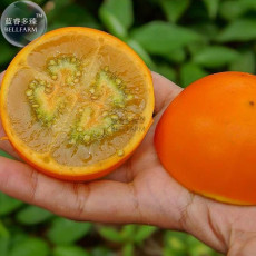 BELLFARM Orange Naranjilla Solanum Quitoense Fruit Seeds, Professional Pack, 100 Seeds / Pack, Edible E3342