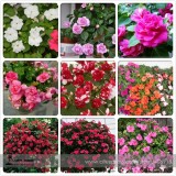 Mix Impatiens walleriana 9 Colors Busy Lizzie Balsam Perennial Flower Seeds, Professional Pack, 20 Seeds / Pack, Bonsai Sultana