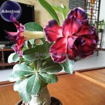 BELLFARM Tri-color Double Adenium, 2 Seeds, black outer petal red middle part with white inner centre on one petal double petals