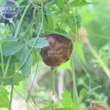 BELLFARM Heart-pea Candiospermum halicacabum Ornamental Vine Plant Seeds, 5 seeds, original pack, heart-seed interestional climb