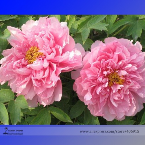 Heirloom 'Qin Tian Fen' Pink Peony Perennial Flower Seeds, Professional Pack, 5 Seeds / Pack, Strong Fragrant Flowers E3188
