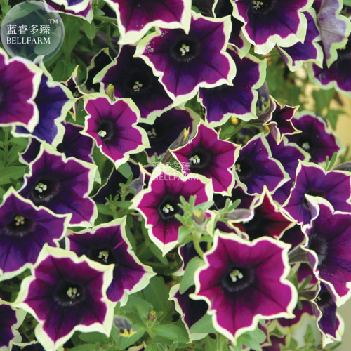BELLFARM Petunia Hanging Rare Seeds, 200 Seeds, Professional Pack, black eye purple flower with white edge E3516
