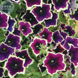 BELLFARM Petunia Hanging Rare Seeds, 200 Seeds, Professional Pack, black eye purple flower with white edge E3516