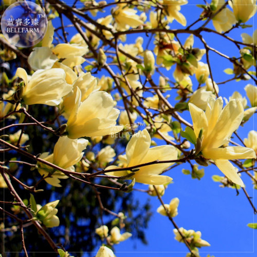 BELLFARM Yulan Magnolia Tree Seeds, 10 seeds, professional pack, yellow white pink light pink showy fragrant flowers