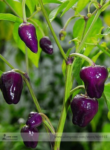 Rare Black Scorpion Tongue Chili Pepper Organic Seeds, Professional Pack, 50 Seeds / Pack, Edible Hard-to-find E3110