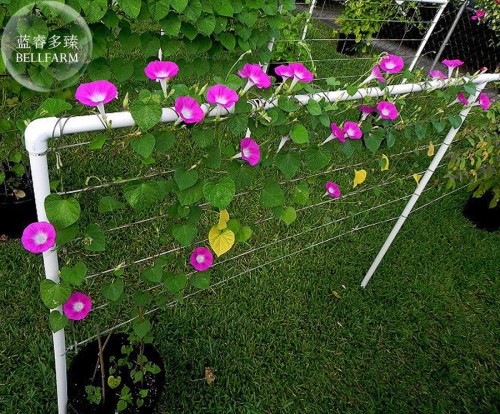 Pink Shibori Hige Ipomoea Purpurea Morning Glory, 50 seeds E4002