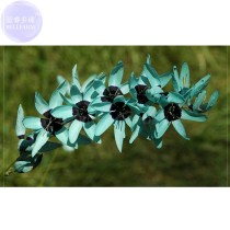Ixia Viridiflora Seeds, only 1 seed, dazzling turquoise Ixia the rarest and most beautiful colors in the plant world E4057