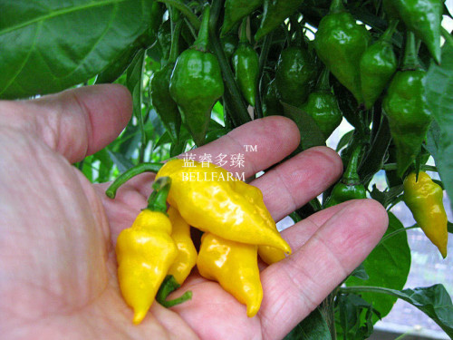 BELLFARM Chili Habanero Lemon Hot Pepper Seeds, 15 seeds, professional pack, yellow organic non-gmo vegetables