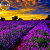 English Lavender Hidcote Lavandula angustifolia, 100 Seeds, amazing fragrant purple flowers E3925