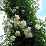 Mixed 4 Types of Climbing Rose Perennial Pink Red White Light Purple Flowers, 50 Seeds, fragrant climbing plants E3694