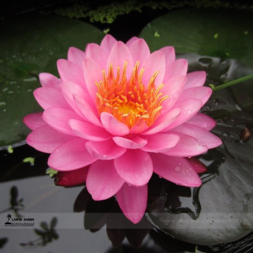 1 Professional Pack, 1 seed / pack, Pink Nelumbo Nucifera Lotus Flowers Pond Plants Bonsai Indoor available #A00187